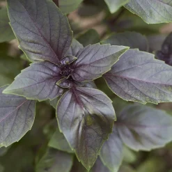 Plant Basilic pourpre - La couleur qui parfume tout