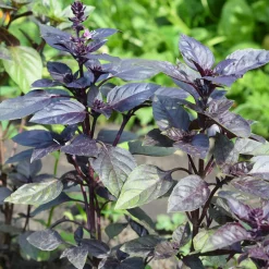 Plant Basilic pourpre - La couleur qui parfume tout