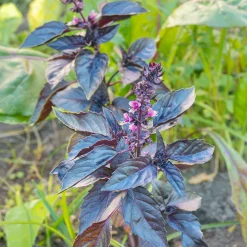 Plant Basilic pourpre - La couleur qui parfume tout