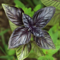 Plant Basilic pourpre - La couleur qui parfume tout