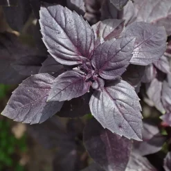 Plant Basilic pourpre - La couleur qui parfume tout