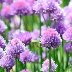 Plant Ciboulette - Récolte fraîche toute l'année