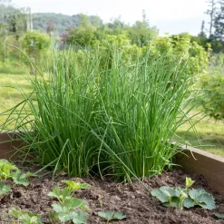 Plant Ciboulette - Récolte fraîche toute l'année