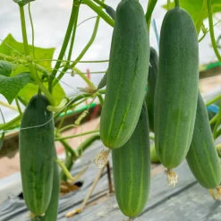 Plant Concombre Gynial F1 - Concombres sans amertume