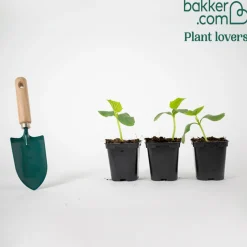 Plant Concombre Gynial F1 - Concombres sans amertume