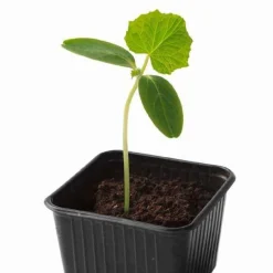 Plant Concombre Gynial F1 - Concombres sans amertume