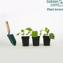 Plant Concombre Raider F1 - Concombres croquants tout l'été