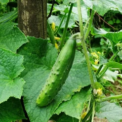 Plant Concombre Raider F1 - Concombres croquants tout l'été