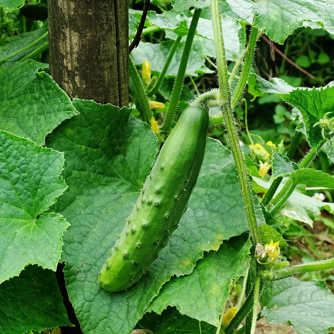 Plant Concombre Raider F1 - Concombres croquants tout l'été