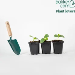Plant Cornichon Regal F1 - Des bocaux maison tout l'été