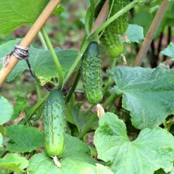 Plant Cornichon Regal F1 - Des bocaux maison tout l'été
