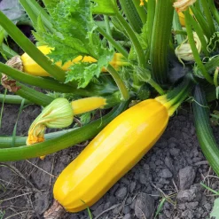 Plant Courgette jaune Sunlight F1 - Récolte facile tout l'été