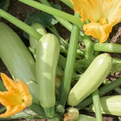 Plant Courgette Lorea - Récoltez tout l'été