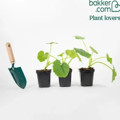 Plant Courgette Lorea - Récoltez tout l'été