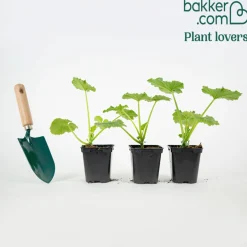 Plant Courgette Ronde de Nice - Courgettes rondes à farcir