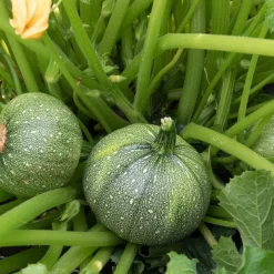 Plant Courgette Ronde de Nice - Courgettes rondes à farcir