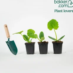 Plant Courgette Tarmino F1 - Récolte non-stop tout l'été