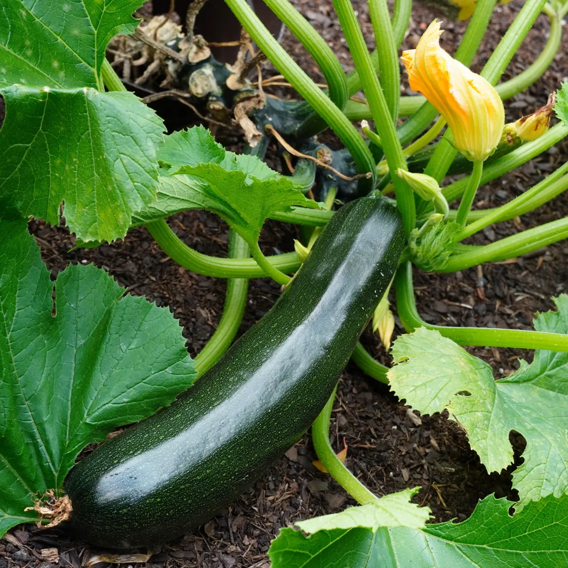 Plant Courgette Tarmino F1 - Récolte non-stop tout l'été