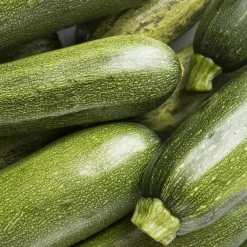 Plant Courgette Tarmino F1 - Récolte non-stop tout l'été