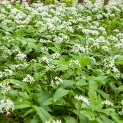 Plant d'Ail des Ours - L'ail sauvage sans effort