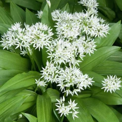 Plant d'Ail des Ours - L'ail sauvage sans effort