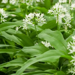 Plant d'Ail des Ours - L'ail sauvage sans effort
