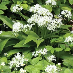 Plant d'Ail des Ours - L'ail sauvage sans effort