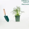 Plant d'Aneth - Frais, parfumé, prêt vite