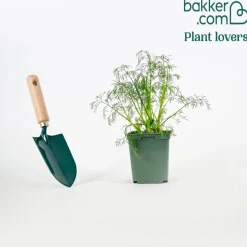 Plant d'Aneth - Frais, parfumé, prêt vite
