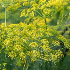 Plant d'Aneth - Frais, parfumé, prêt vite