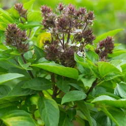 Plant de Basilic Thaï - Le goût de la Thaïlande chez soi