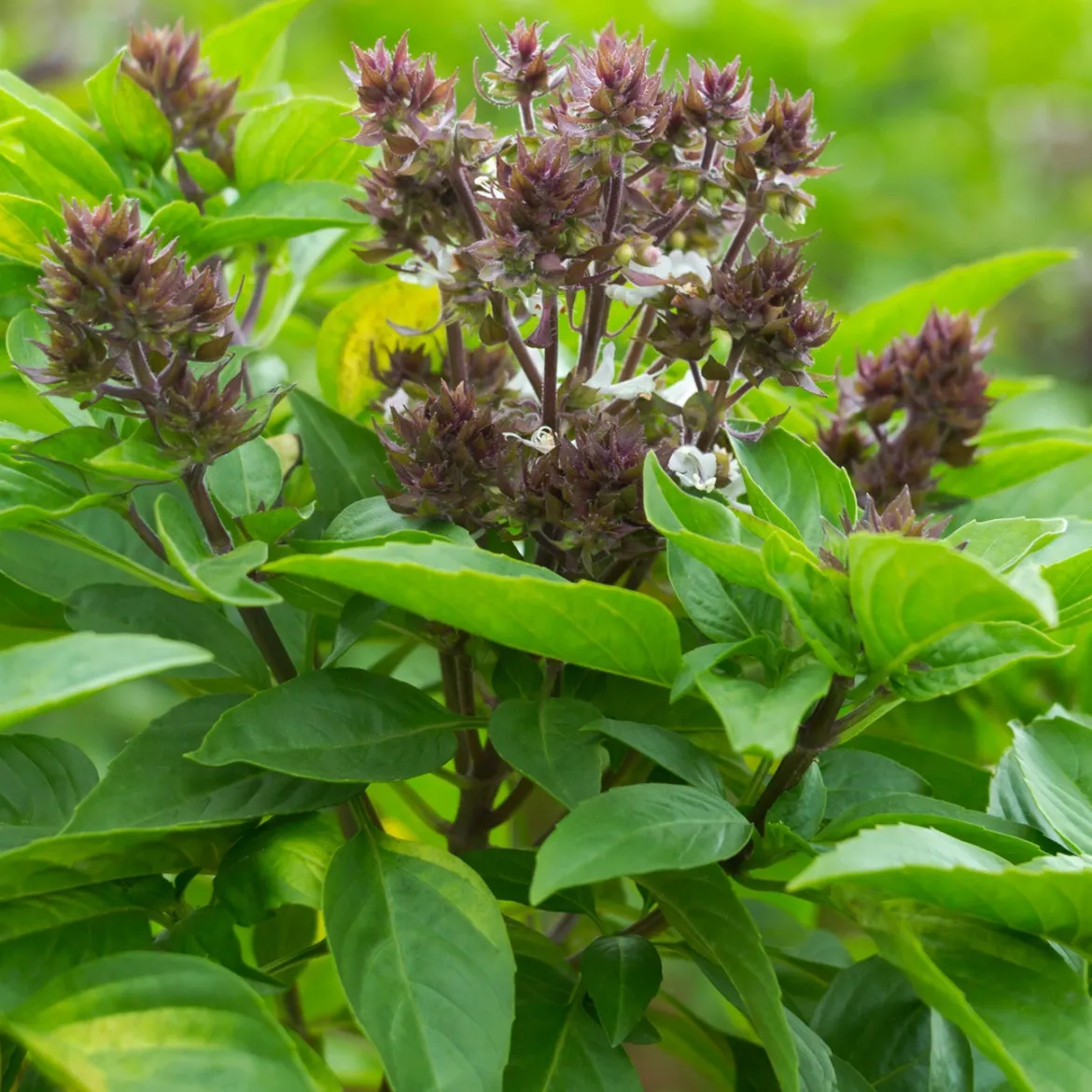 Plant de Basilic Thaï - Le goût de la Thaïlande chez soi