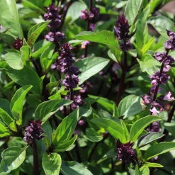 Plant de Basilic Thaï - Le goût de la Thaïlande chez soi