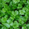 Plant de Coriandre - Coriandre fraîche à portée de main