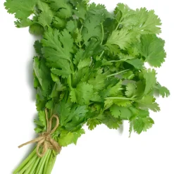 Plant de Coriandre - Coriandre fraîche à portée de main
