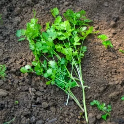 Plant de Coriandre - Coriandre fraîche à portée de main