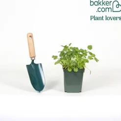 Plant de Coriandre - Coriandre fraîche à portée de main