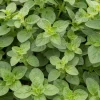 Plant d'Origan - Récoltez, parfumez, régalez