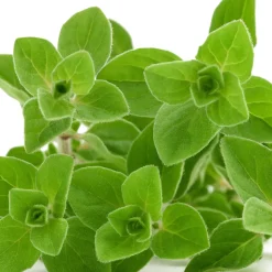 Plant d'Origan - Récoltez, parfumez, régalez