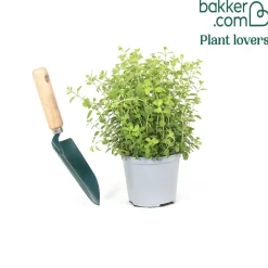 Plant d'Origan - Récoltez, parfumez, régalez