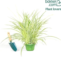 Plante-araignée Chlorophytum 'Vittatum' - Le vert qui tombe en cascade