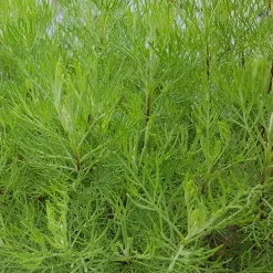 Plante cola - L'odeur du cola au jardin