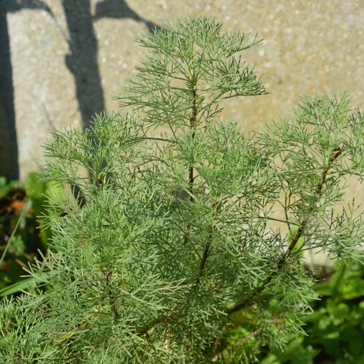 Plante cola - L'odeur du cola au jardin
