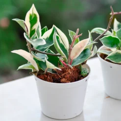 Plante de cire - Feuillage panaché, effet waouh