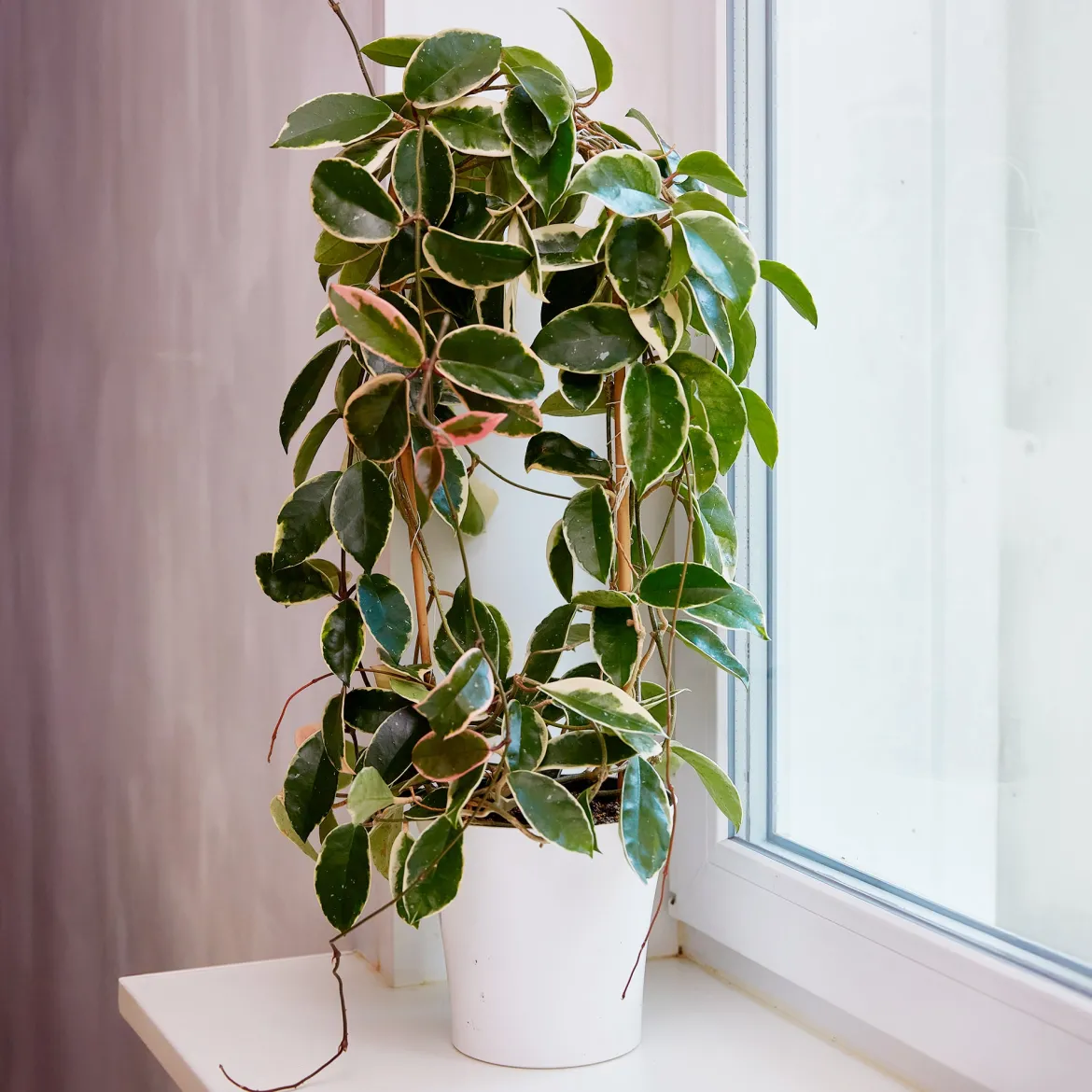 Plante de cire - Feuillage panaché, effet waouh