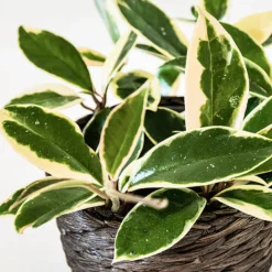 Plante de cire - Feuillage panaché, effet waouh