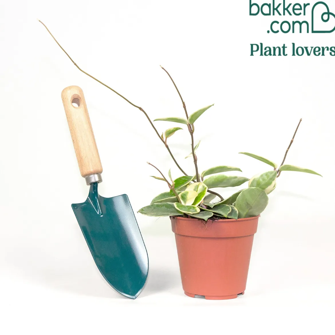Plante de cire - Feuillage panaché, effet waouh