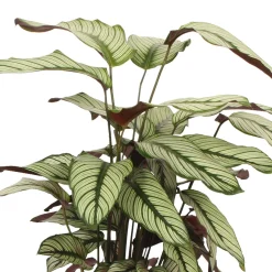Plante de l'ombre Calathea 'White Star' vert-blanc-rose - Un feuillage graphique unique