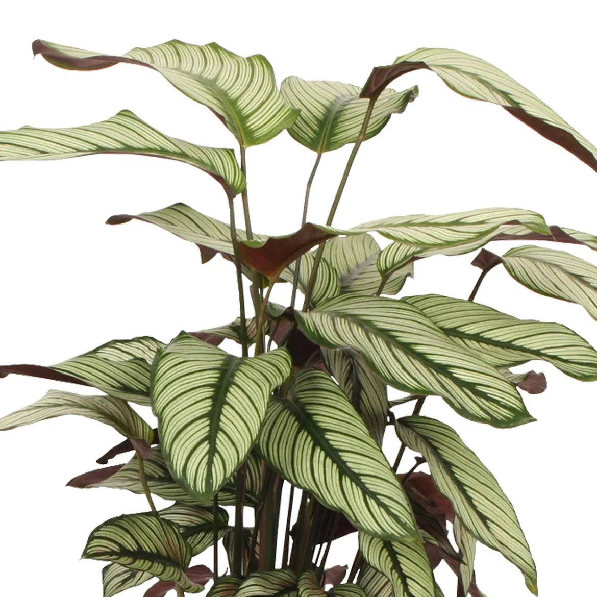 Plante de l'ombre Calathea 'White Star' vert-blanc-rose - Un feuillage graphique unique