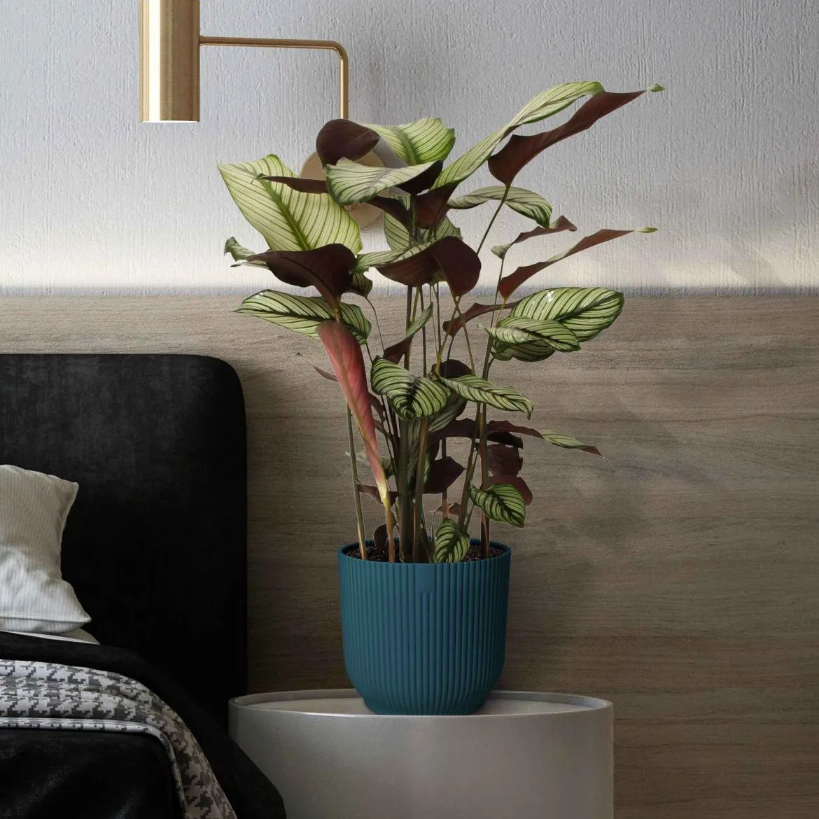 Plante de l'ombre Calathea 'White Star' vert-blanc-rose - Un feuillage graphique unique